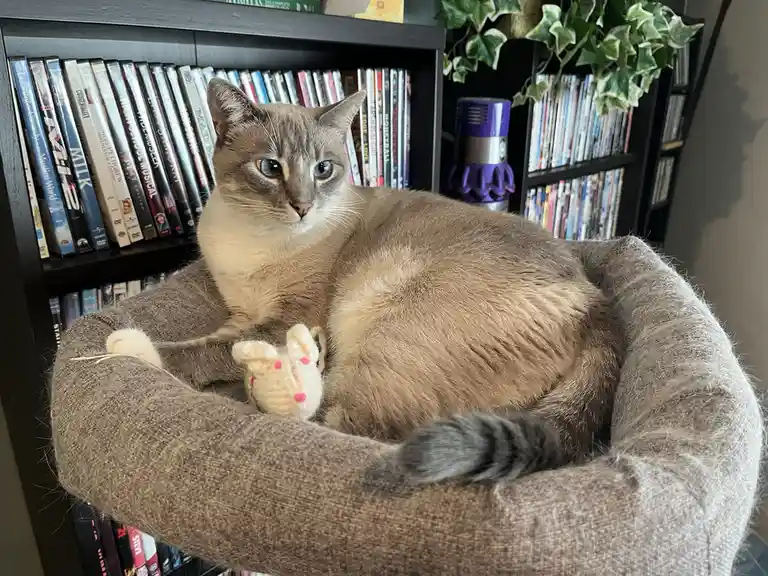 A grey and white cat with blue eyes is lounging comfortably in a brown, textured pet bed. The cat is holding a small, white…