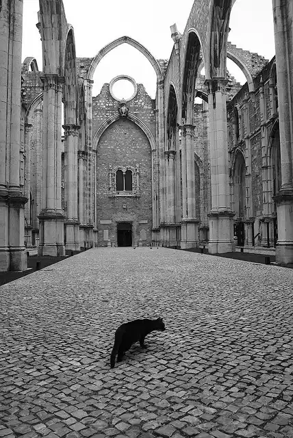 A black cat walks confidently across a cobblestone floor inside the ruins of a large, gothic-style cathedral with tall…