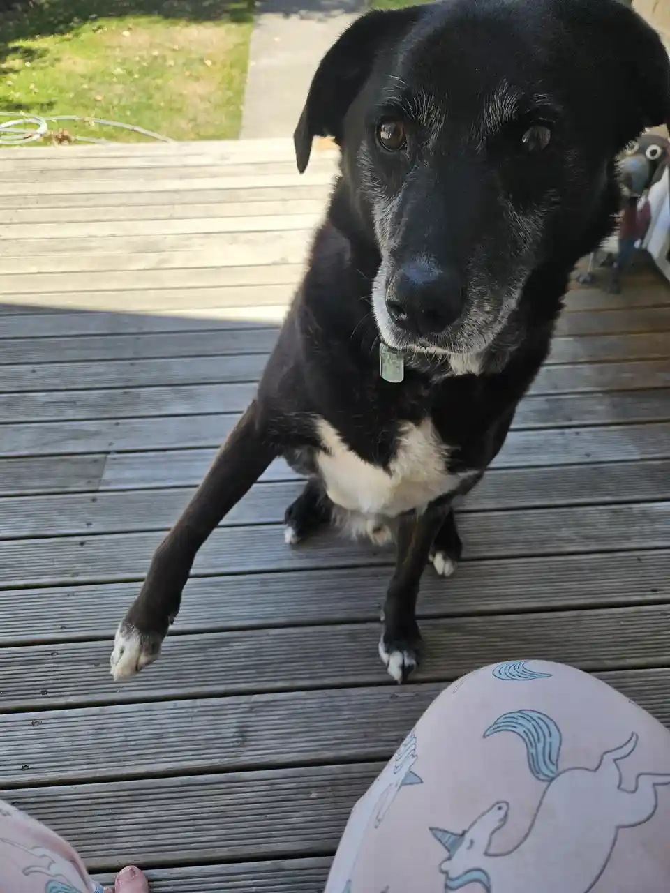 A black and white senior dog with grey muzzle and eyes sits on a wooden deck, one front paw lifted, looking up expectantly…