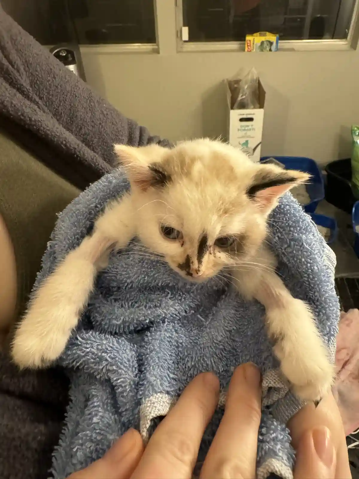 A small, fluffy kitten with dark markings around its eyes and nose is wrapped in a blue towel and held by a person's hands…
