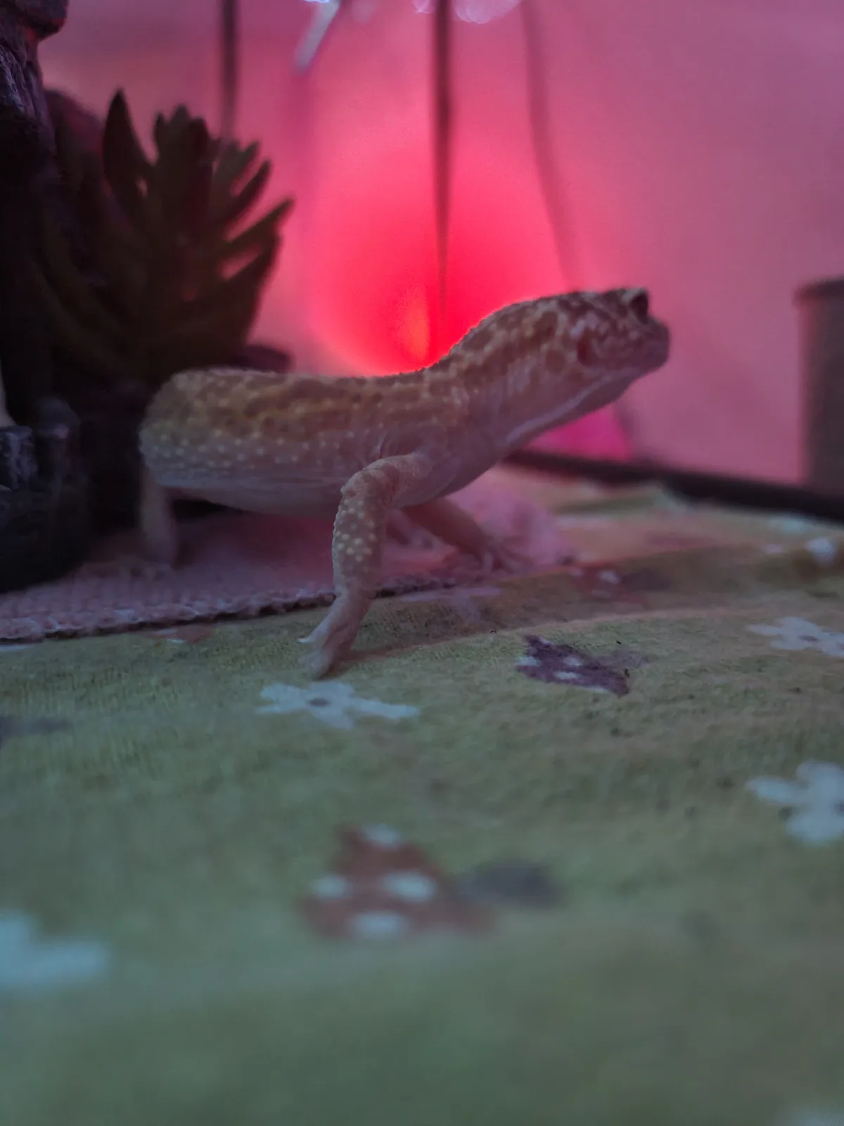 A small, light-colored lizard with spotted skin is shown in a terrarium, standing on a green fabric surface with a…