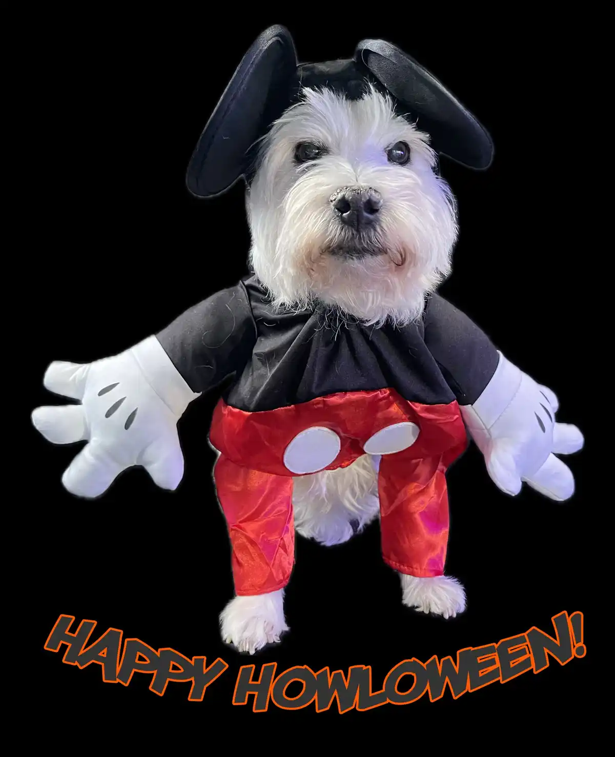 A small white dog is dressed in a Mickey Mouse costume, complete with black ears, a black shirt, red pants with white…