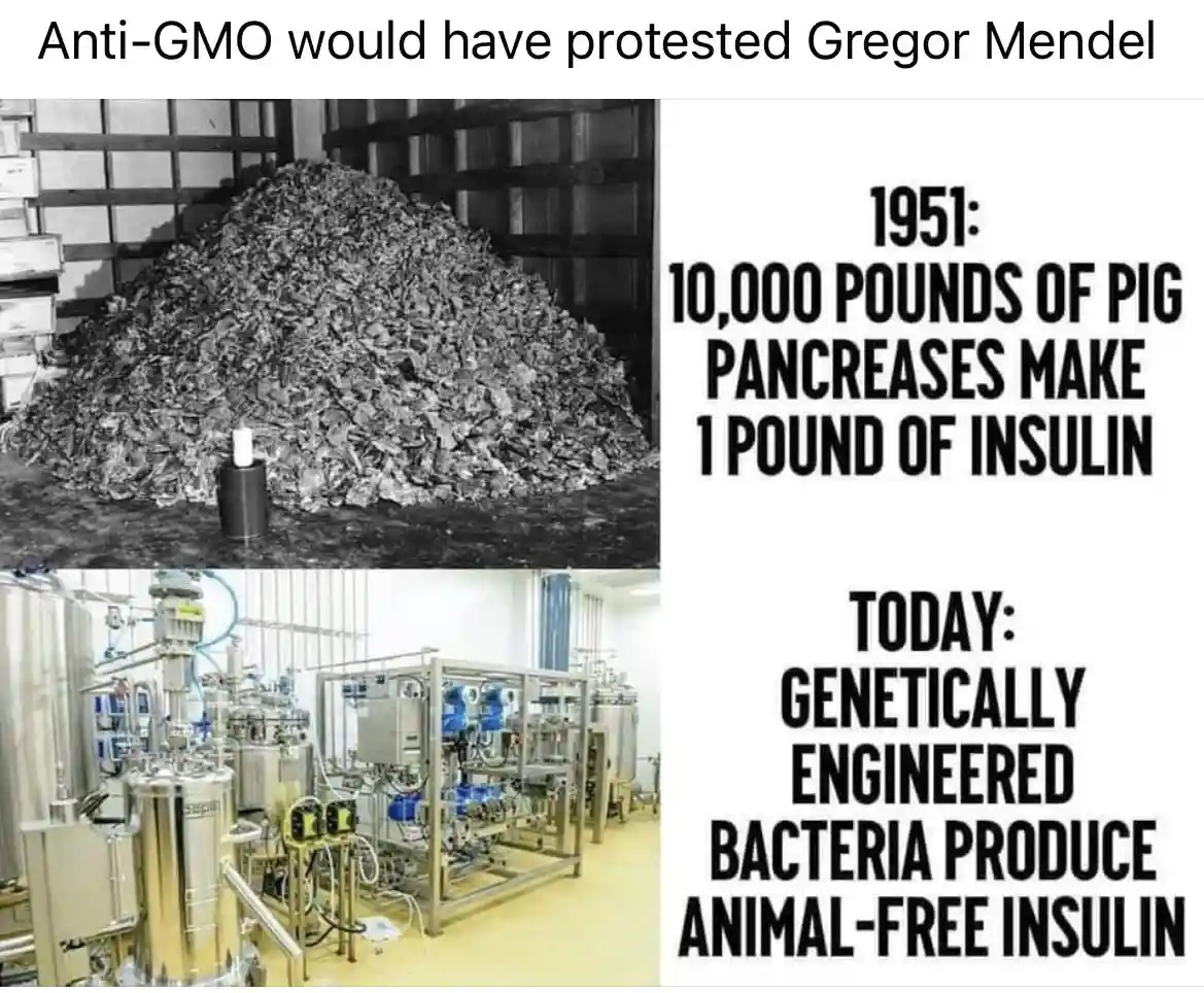 The image contrasts historical and modern insulin production. The top left shows a black-and-white photo of a large pile of…