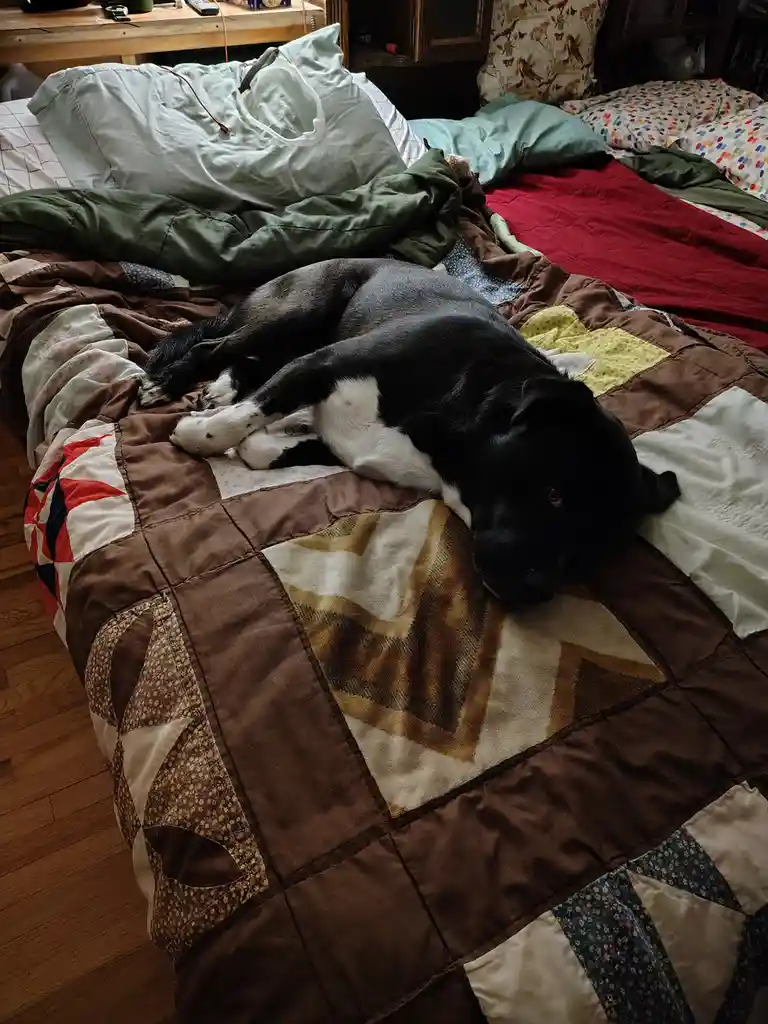 A black and white dog is lying on a patchwork quilt on a messy bed, looking directly at the camera with a relaxed but…