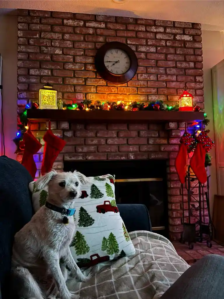 A small white dog sits on a couch in front of a decorated brick fireplace with stockings and lights, looking directly at the…