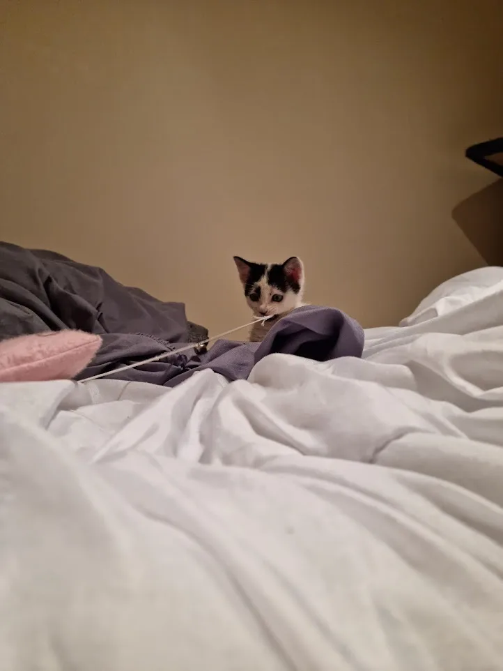 A small black-and-white kitten sits on a rumpled bed with white and purple blankets, looking directly at the camera with a…