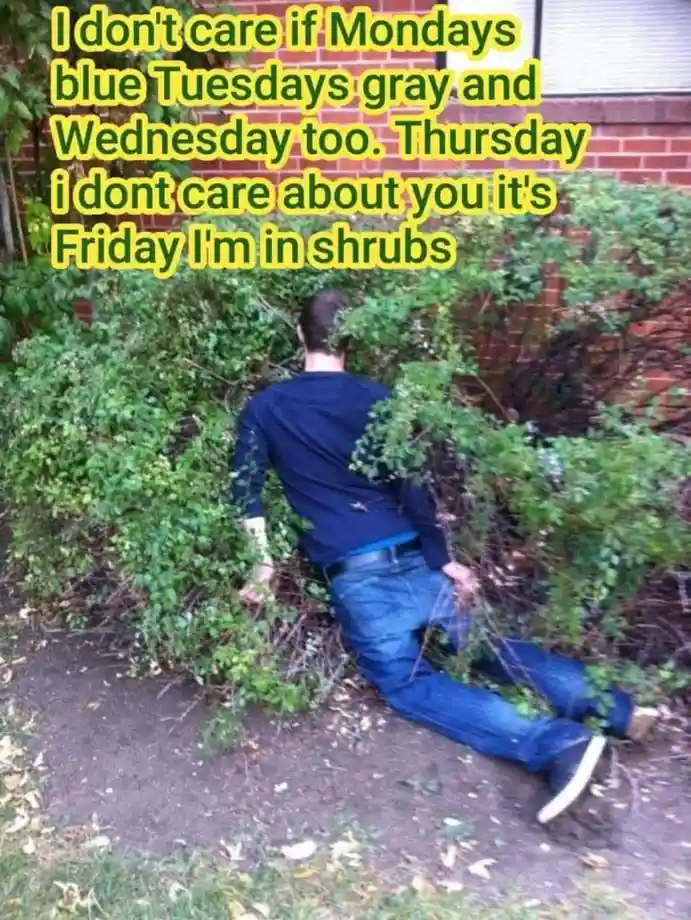 A person in a dark blue shirt and jeans is seen from behind, partially hidden and crouched within a large green bush, with a…