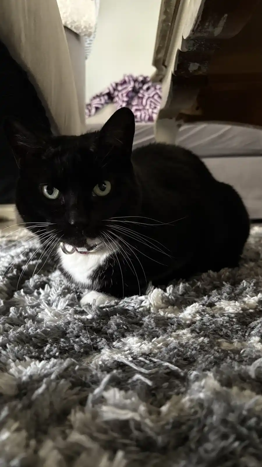 A black cat with a white chest and collar is lying on a shaggy gray rug, looking directly at the camera with a serious…