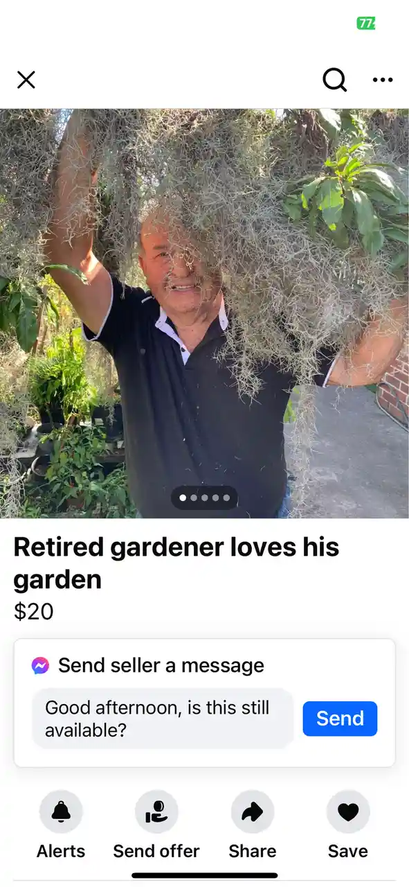 A man in a black polo shirt is holding up a large bundle of Spanish moss, obscuring most of his face, in what appears to be…