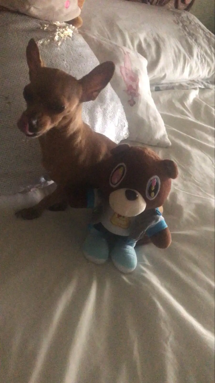 A small brown chihuahua sits on a bed next to a brown plush bear wearing a blue shirt and pants. The dog has its tongue out…