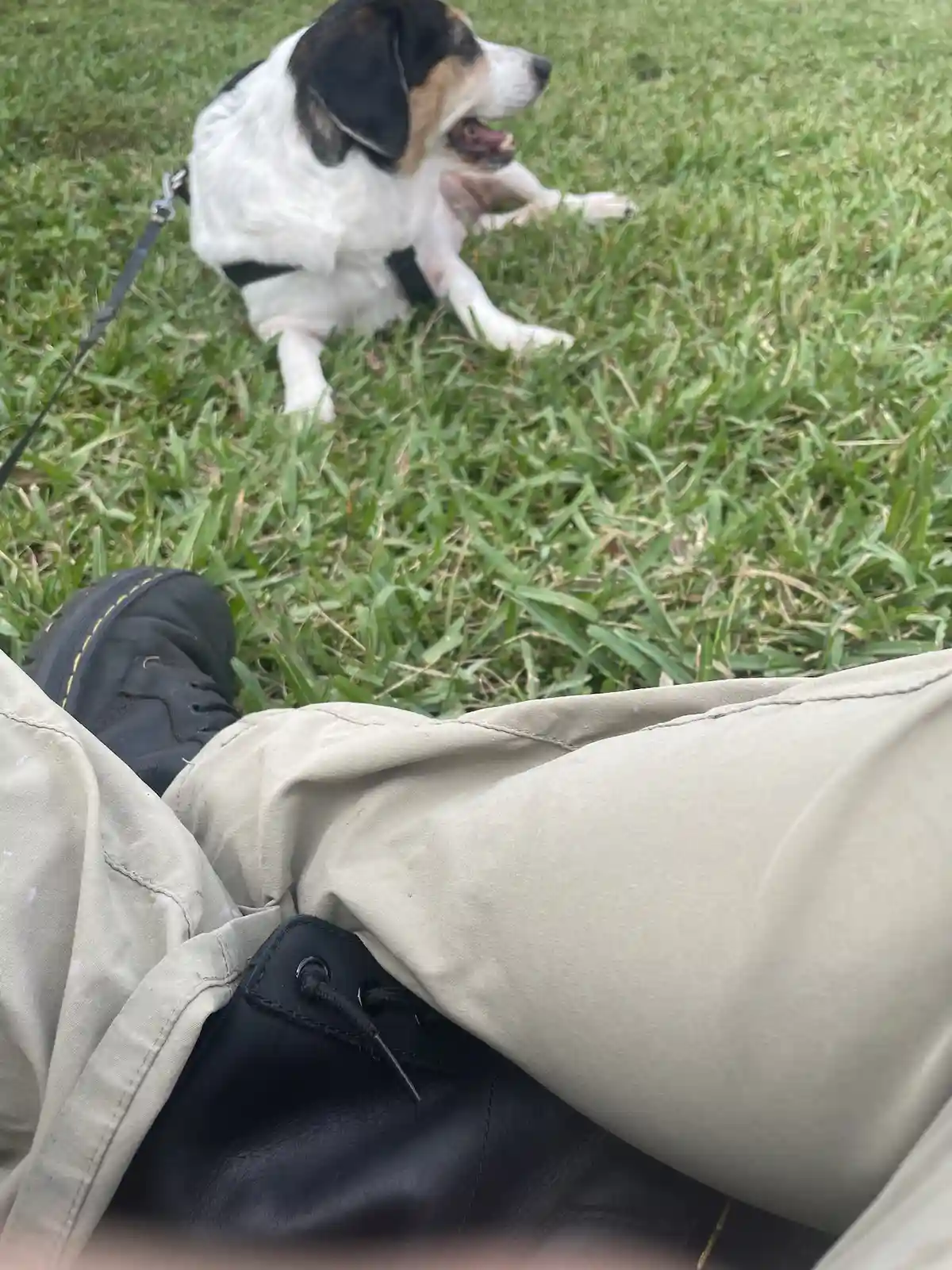 A person wearing khaki pants and black boots sits on grass, with a black-and-white dog on a leash nearby. The dog is sitting…