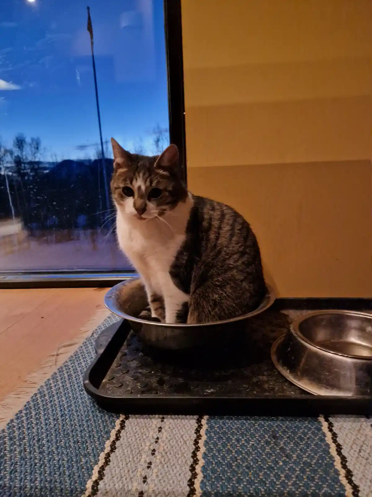 A tabby and white cat sits calmly inside a metal food bowl placed on a black tray, next to an empty bowl, with a window…