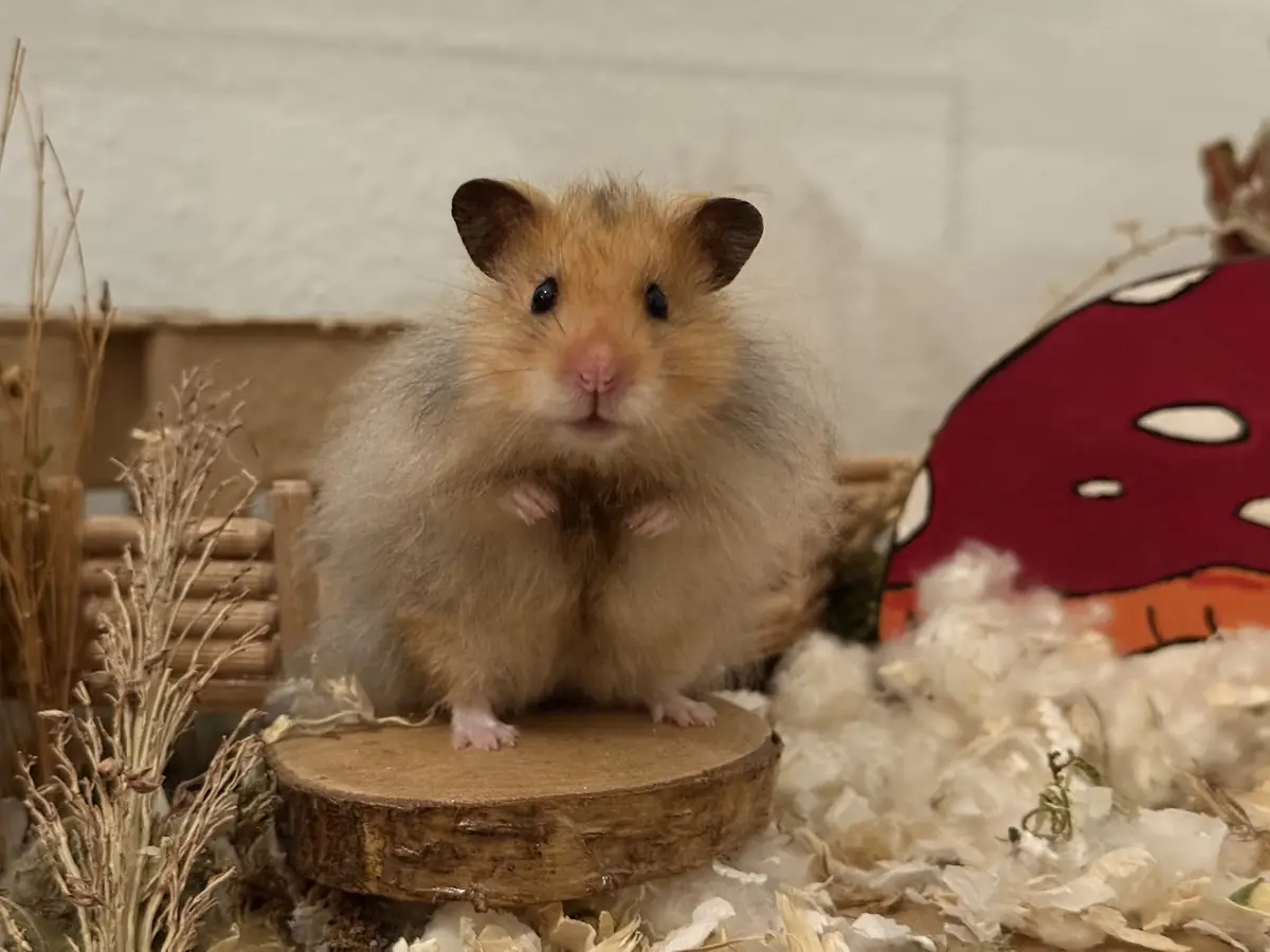 A fluffy, light brown and gray hamster stands upright on a small wooden log slice, looking directly at the camera with a…