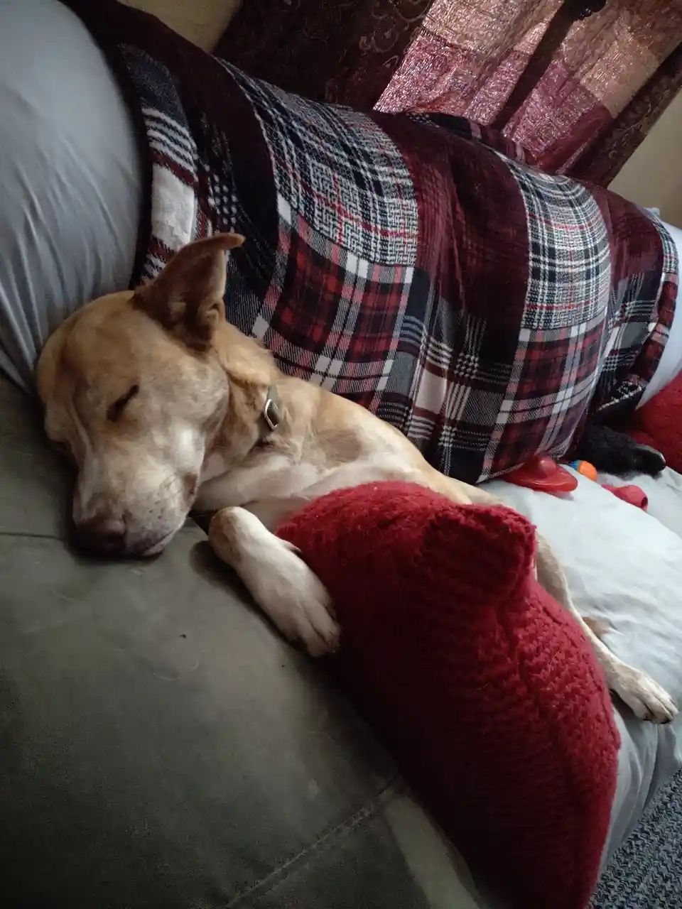A light brown dog with a collar is sleeping soundly on a gray couch, curled up with one paw resting on a red, fuzzy…