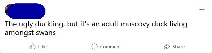 A screenshot of a social media comment section showing a comment that reads 'The ugly duckling, but it's an adult muscovy…