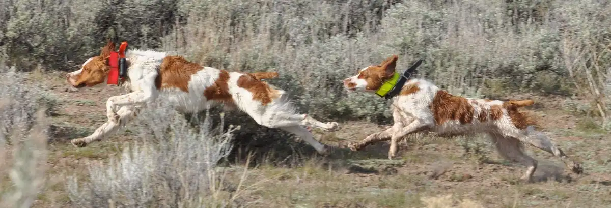 Two brown and white dogs are running side-by-side through dry brush, both wearing brightly colored life vests, one red and…