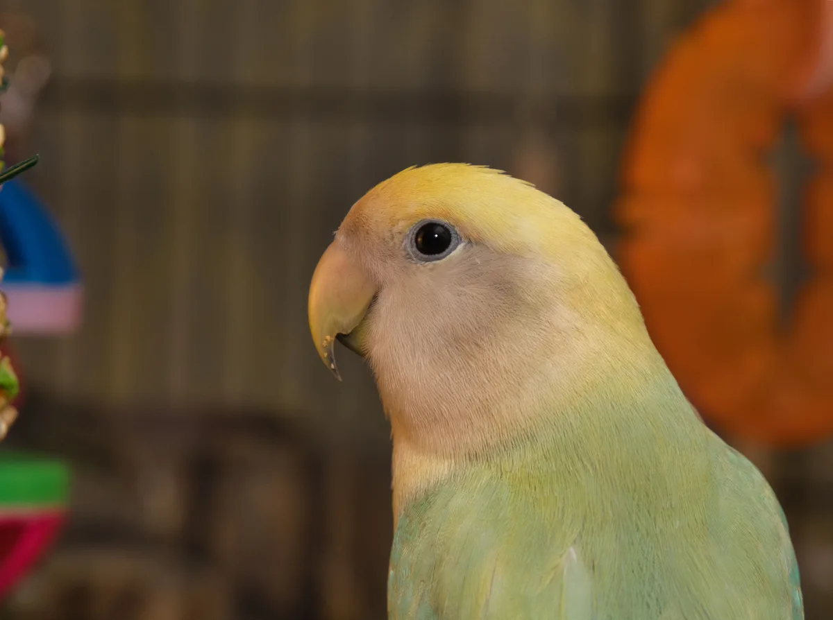 A close-up photo of a light green and yellow lovebird with a calm, human-like expression, looking slightly to the side. The…