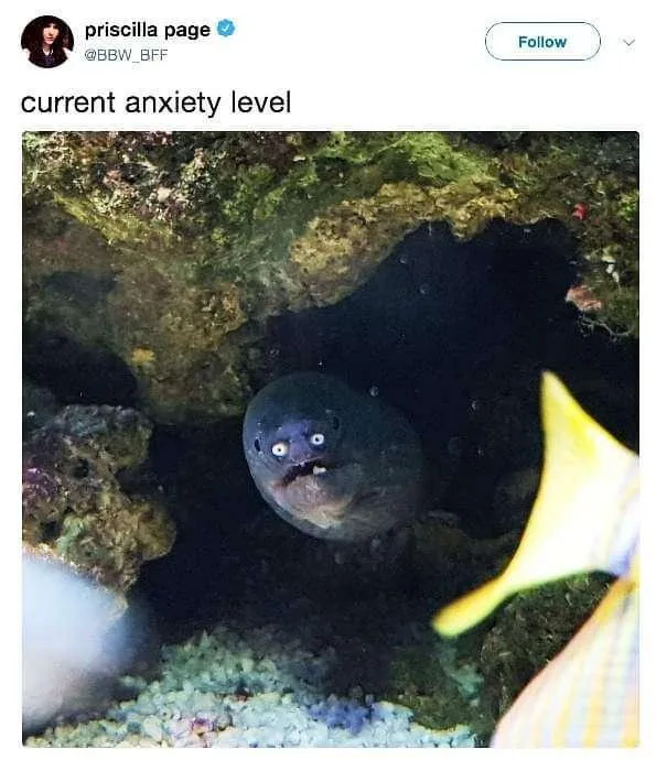 A dark, wide-eyed moray eel peeks out from a rocky underwater cave, looking startled or menacing, with a yellow and white…