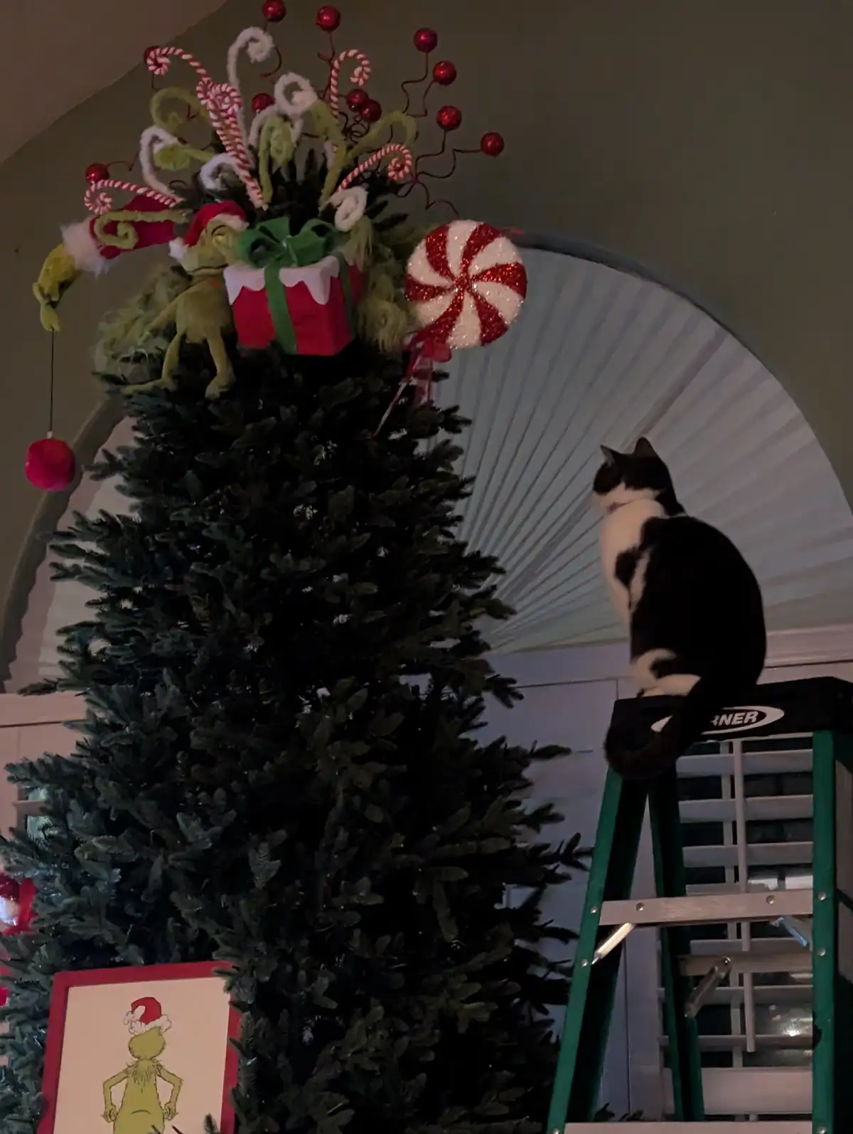 A black and white cat sits atop a green step ladder, looking up at a decorated Christmas tree. The tree's topper features a…