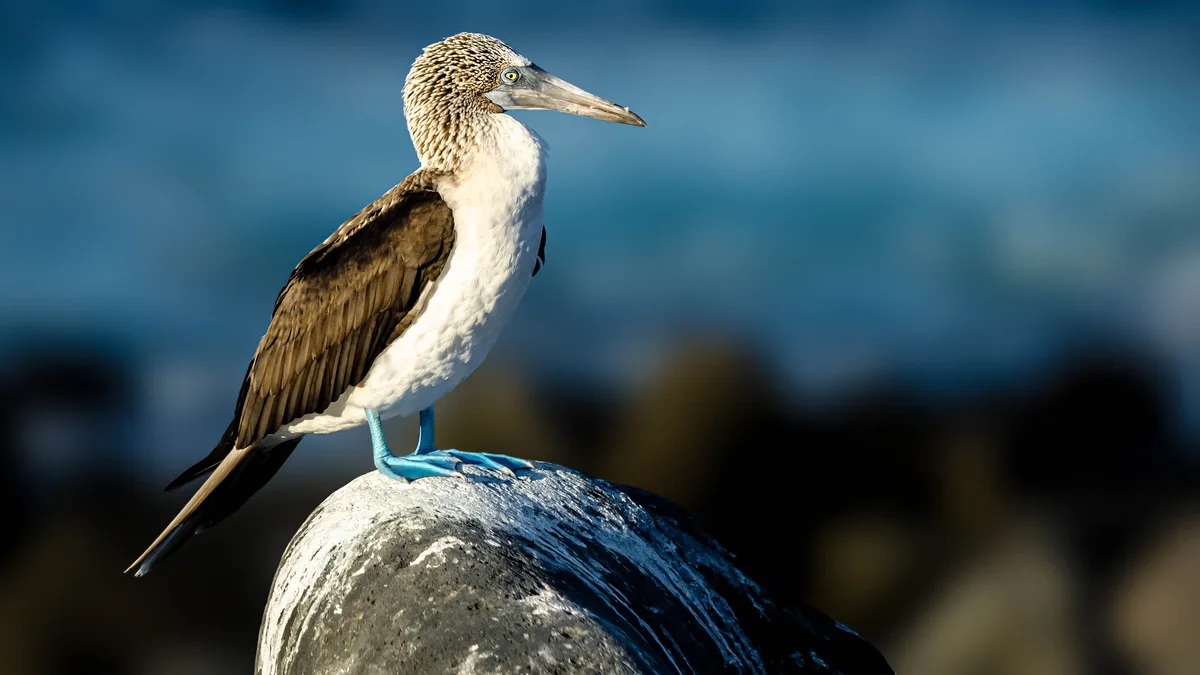 A blue-footed booby, despite its playful name, is a formidable angler, capable of diving to snag fish. Soaring high, it…