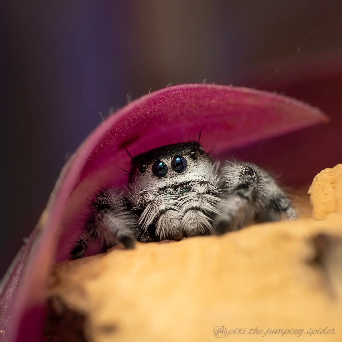 A close-up photo shows a fuzzy, black-and-white jumping spider peeking out from under a curved, magenta petal. The spider…