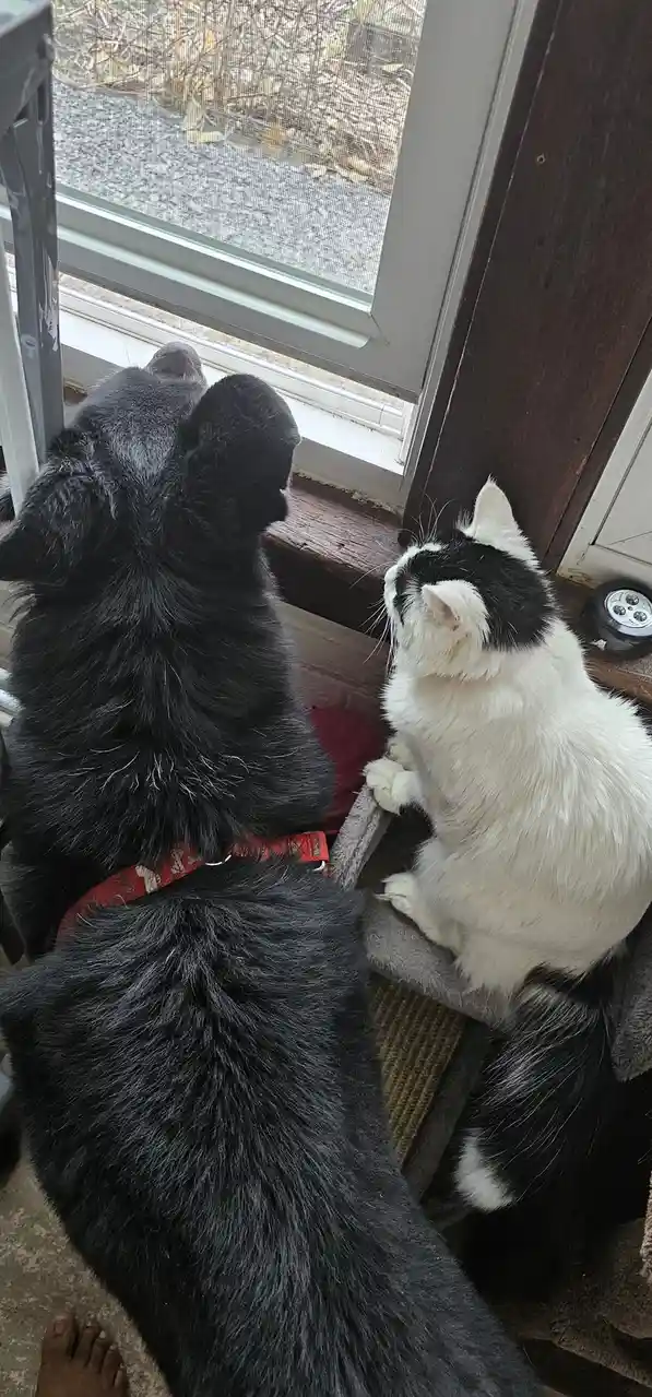 A black dog wearing a red collar and a black-and-white cat sit side-by-side on a windowsill, both intently staring out…