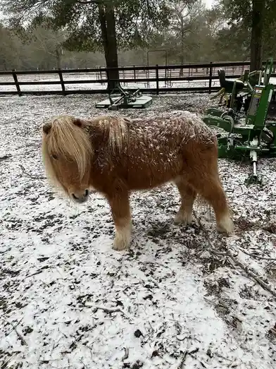 A small, shaggy brown pony stands in a snowy, leaf-strewn pasture with farm equipment and fences in the background. Snow…