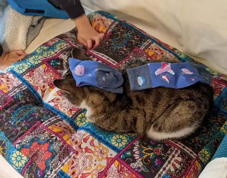 A tabby cat is lying on a colorful patchwork quilt, with two mismatched blue socks placed over its ears like a headband. A…