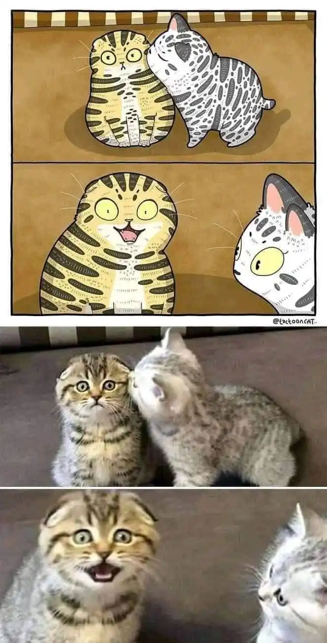 This meme is a four-panel image split into two sections: the top two panels are cartoon illustrations of two cats, one tabby…