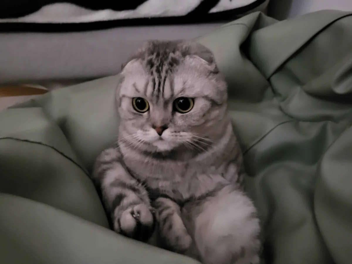 A silver tabby Scottish Fold cat with large, round eyes sits upright on a green blanket, looking directly at the camera with…