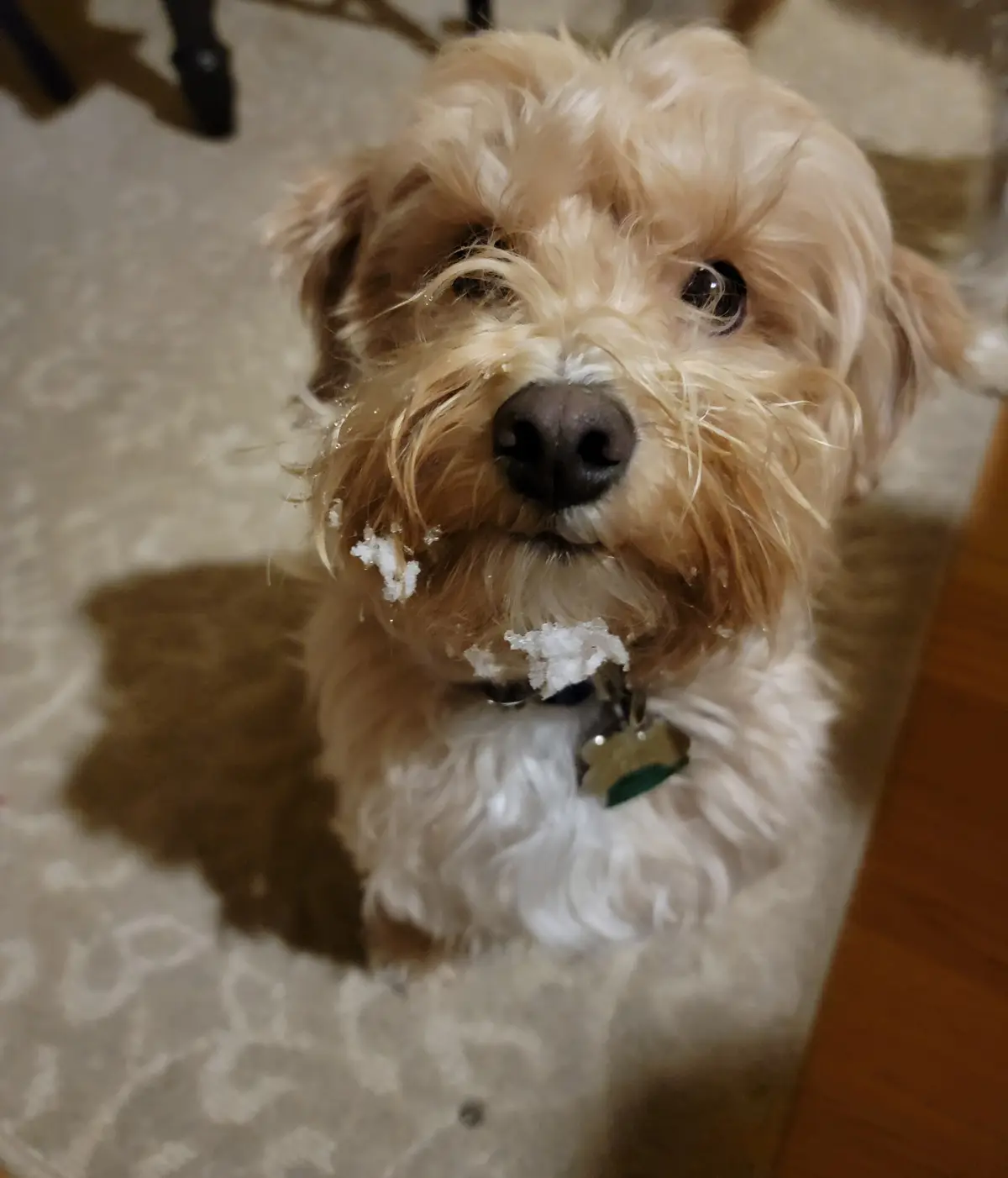 A close-up photo of a small, fluffy, light-brown and white dog looking up at the camera with snow clumps stuck to its fur…