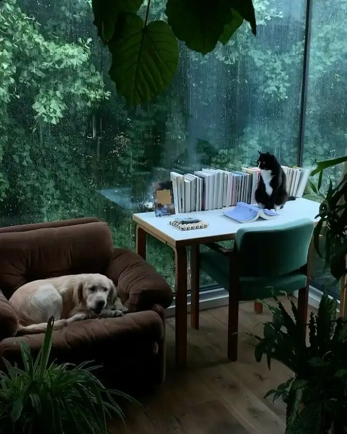 A light-colored dog lies asleep in a brown armchair, while a black-and-white cat sits upright on a white desk with books and…