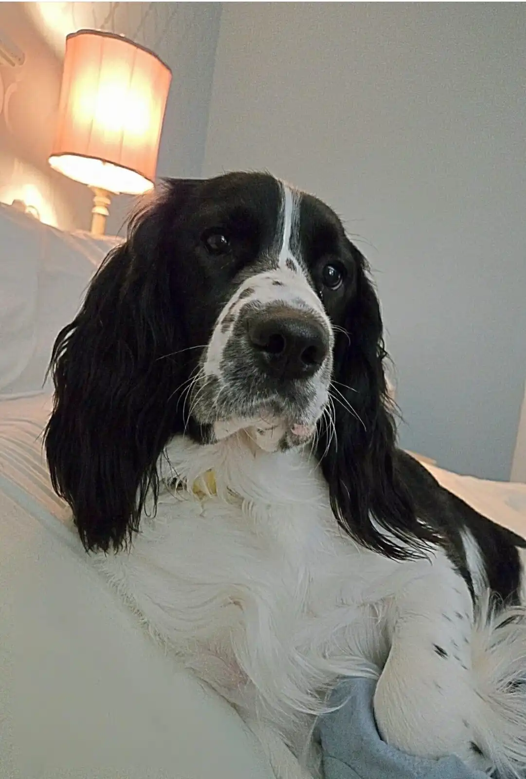 A black and white dog with long floppy ears sits on a bed next to a lit lamp, looking directly at the camera with a calm…