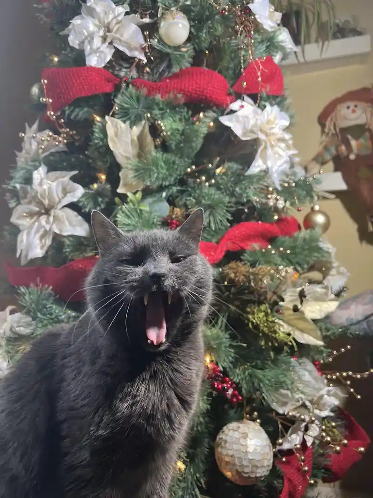 Just a Casual Meow