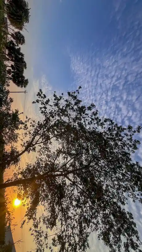 A low-angle photo captures a vibrant sunset with the sun near the horizon, casting orange and yellow hues. Silhouetted tree…