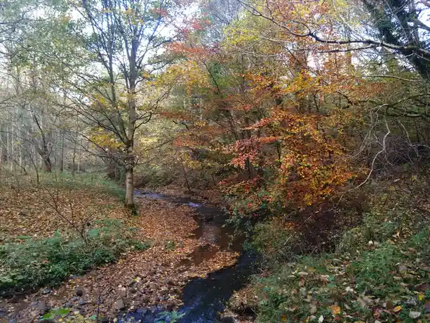 A serene autumn forest scene with a small stream winding through fallen leaves, surrounded by trees with orange, yellow, and…