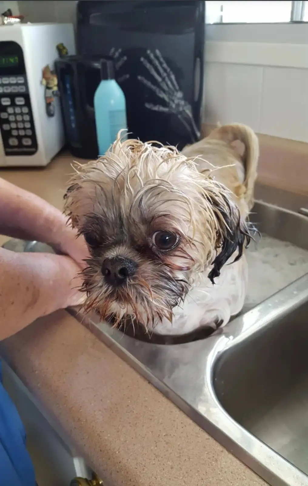 Watch Puppy Tucker's adorable bath time adventure