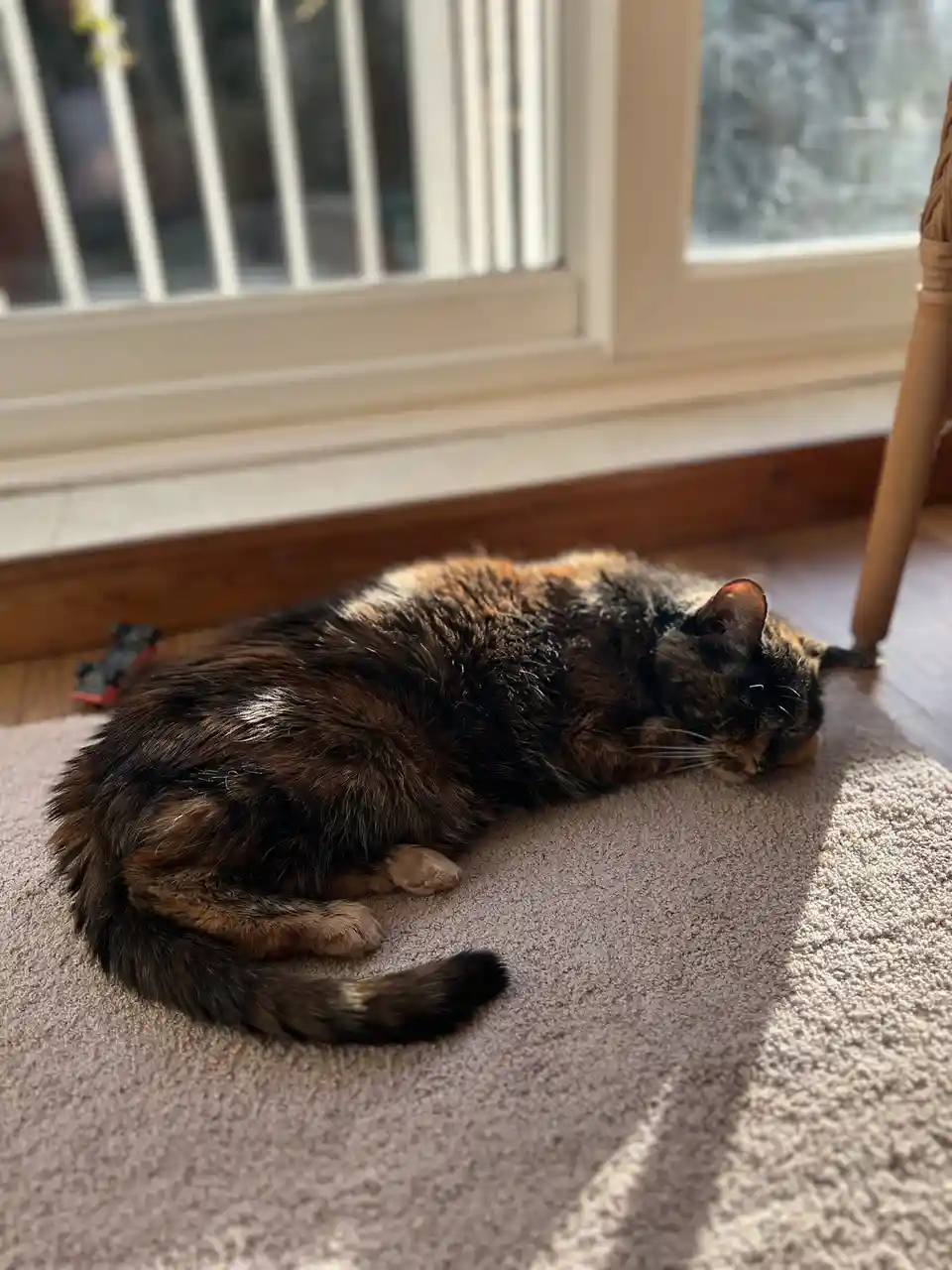 A fluffy tortoiseshell cat is curled up and sleeping peacefully on a light-colored carpet near a window, with sunlight…