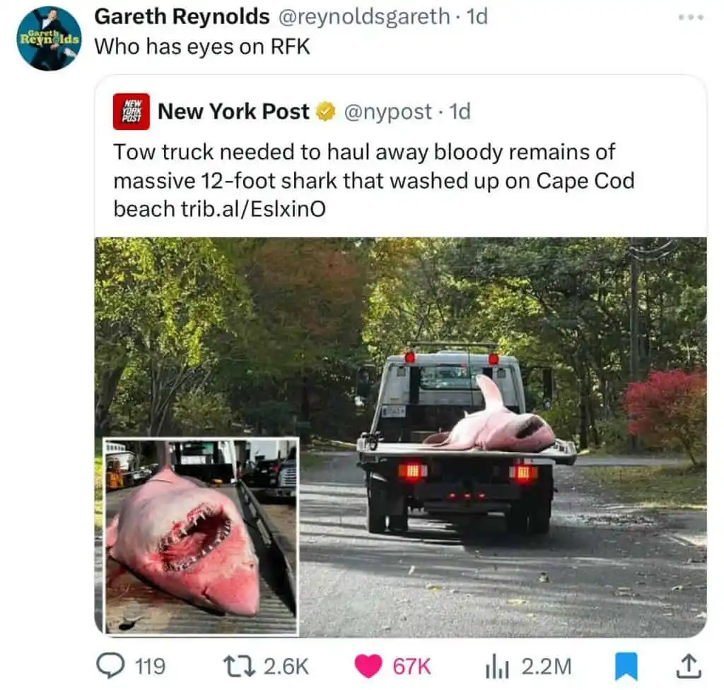A tweet from Gareth Reynolds shows a New York Post article about a 12-foot shark being hauled away by a tow truck. The main…