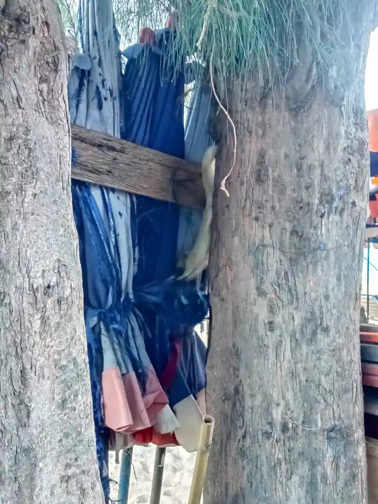 A light-colored lizard is seen clinging to the bark of a tree, positioned between two thick tree trunks. Behind the lizard…