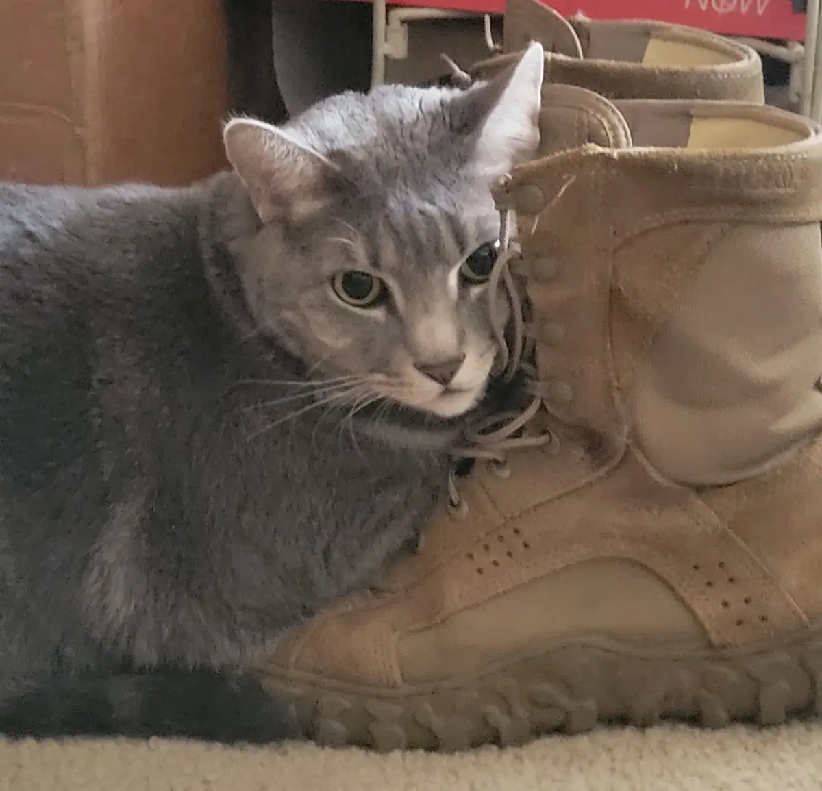 A gray tabby cat with green eyes is lying down next to a tan hiking boot, its head resting near the boot's laces. The cat…