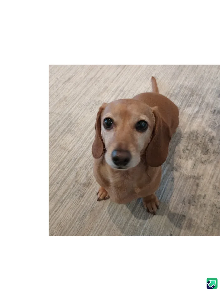A brown dachshund sits on a light wood floor, looking up with large, pleading eyes. The image has text overlaid that reads…