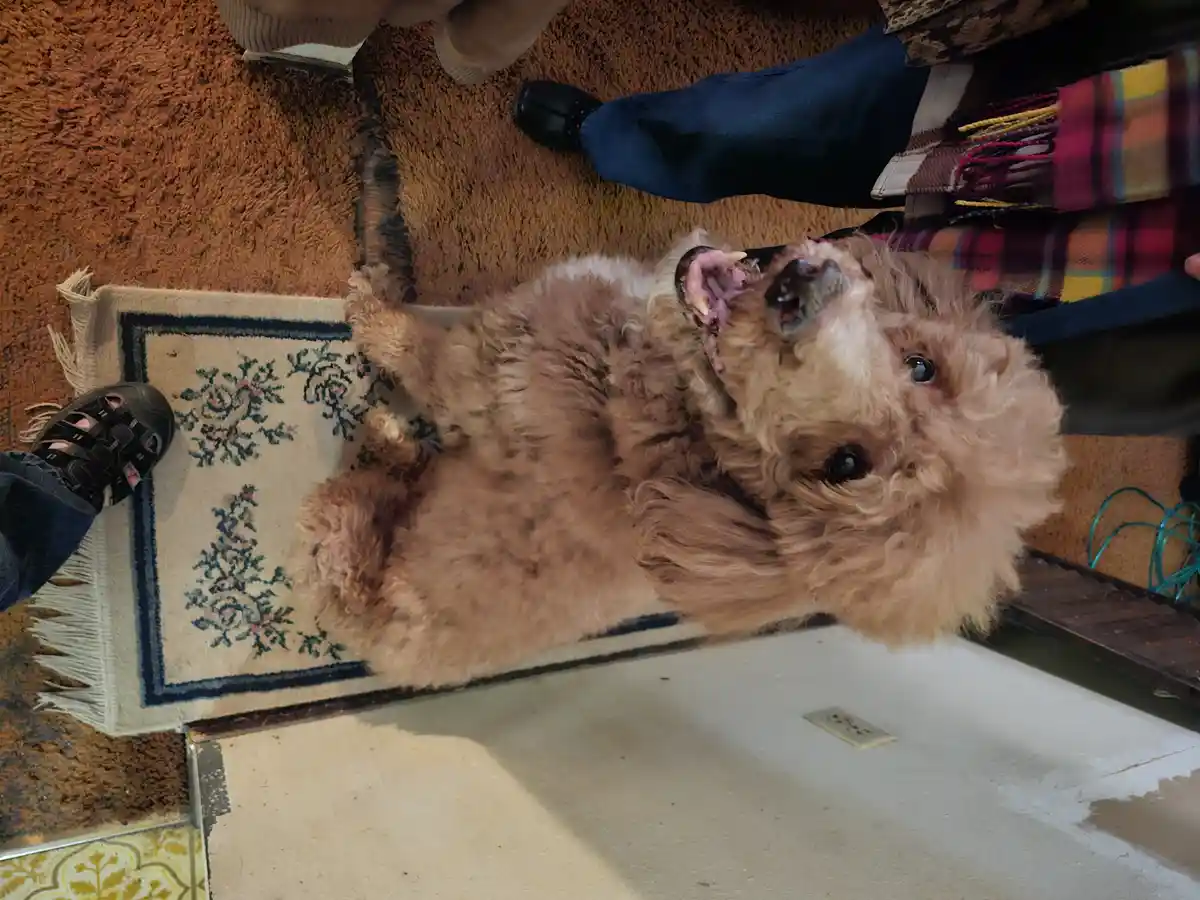 A fluffy brown poodle lies on its back on a patterned rug, looking up with an open mouth and bared teeth, appearing to be…