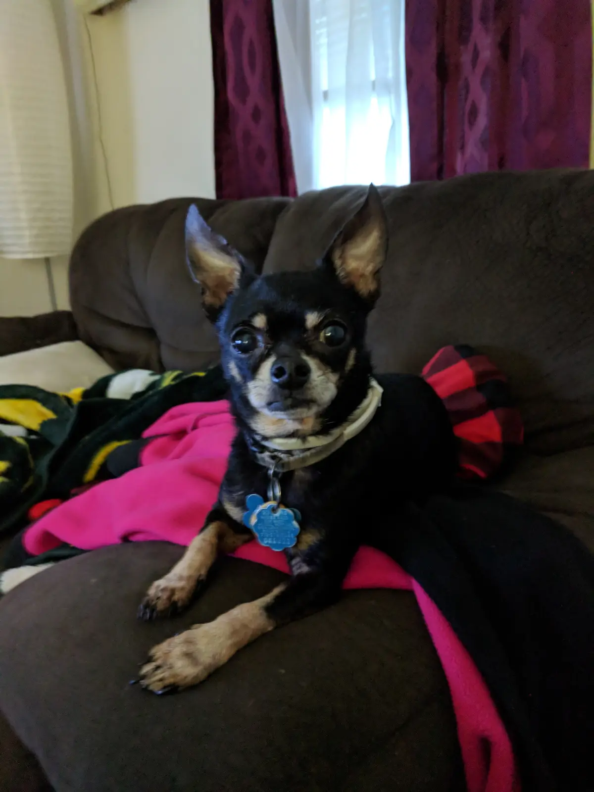 A small black and tan dog with large, expressive eyes sits attentively on a brown couch, surrounded by colorful blankets…