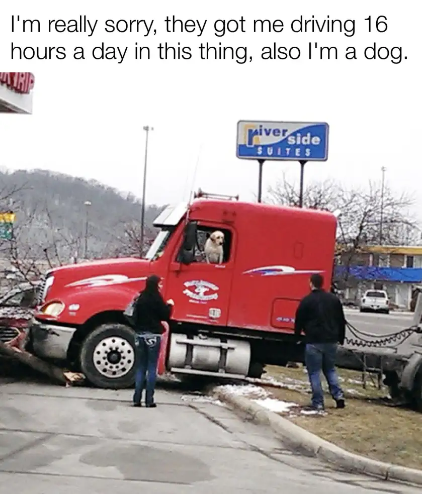 A light-colored dog sits in the driver's seat of a red semi-truck parked at a roadside motel, looking out the window. Two…