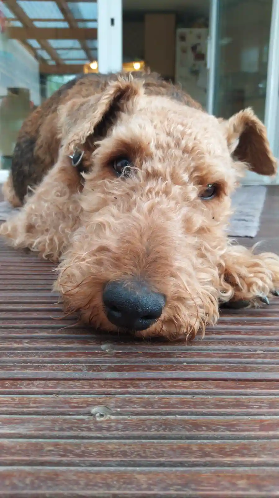 A close-up photo of a scruffy, light brown Airedale Terrier lying on its stomach with its head resting on a wooden deck…