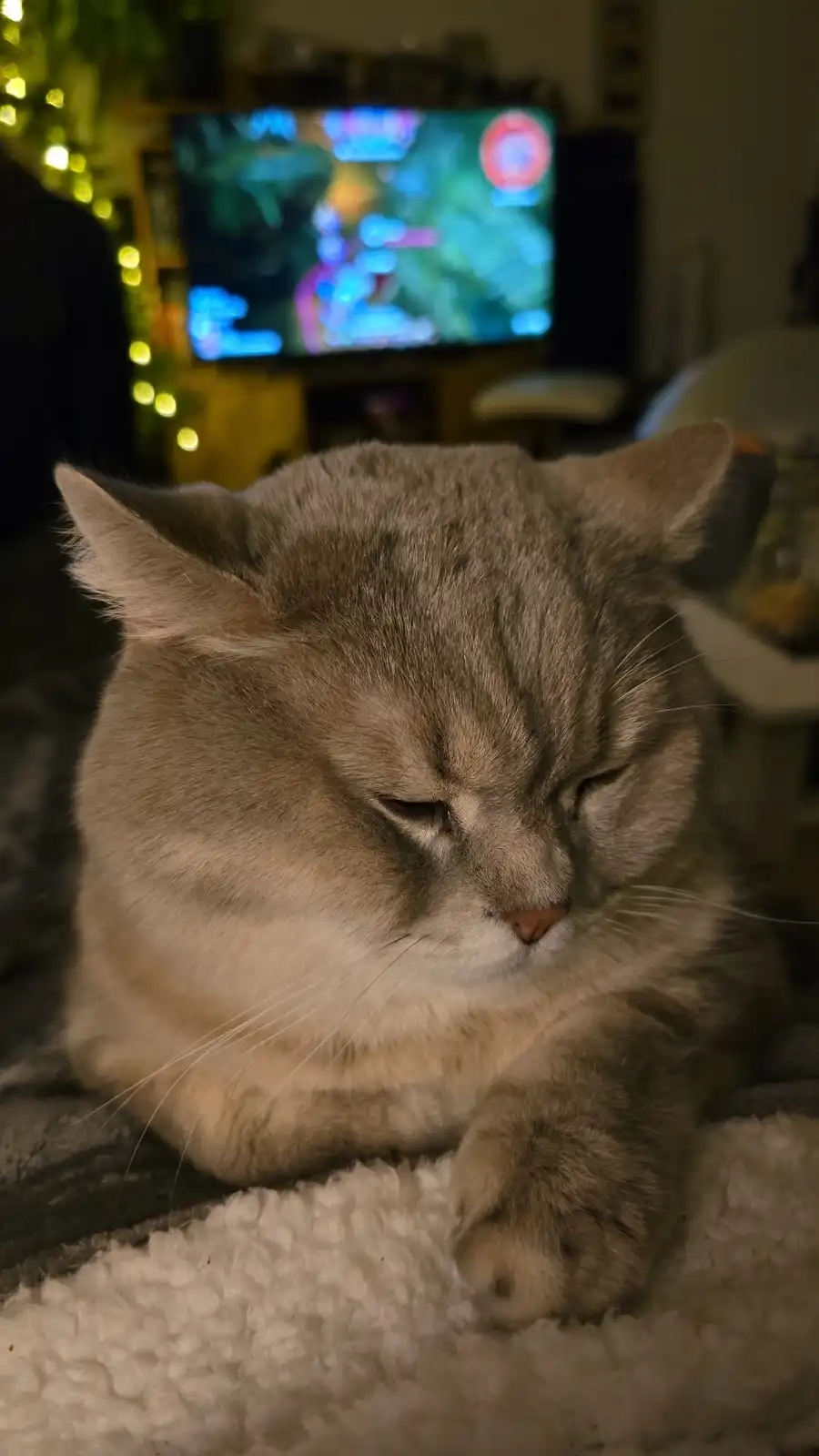 Speedy the Sleepy: The Ultimate Chill Vibe