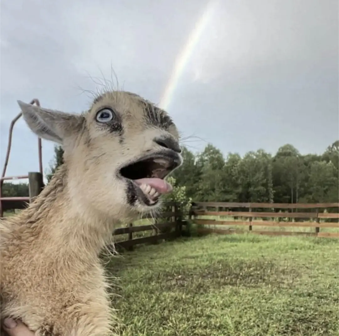 A close-up of a young goat with wide, expressive eyes and its mouth open, tongue out, looking upward. Behind the goat, a…
