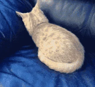 A six-panel sequence shows a light-colored cat curled up on a blue couch, then slowly disappearing from view as it moves off…