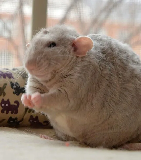 a light gray rat sits upright on a soft surface, one paw raised as if gesturing, with a patterned fabric featuring cat…